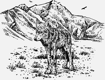 Долгая дорога домой (с илл.) (сборник) img75.png