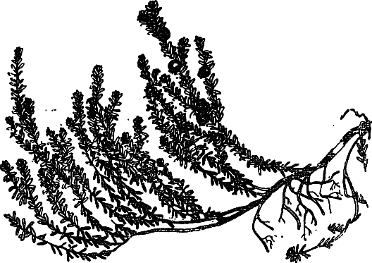Пищевые растения Сибири i_058.png