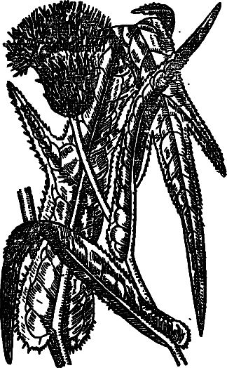 Пищевые растения Сибири i_003.png
