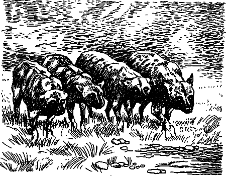 Пещерный лев (сборник) i_043.png