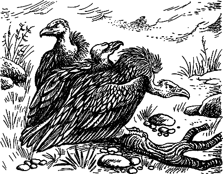 Пещерный лев (сборник) i_080.png