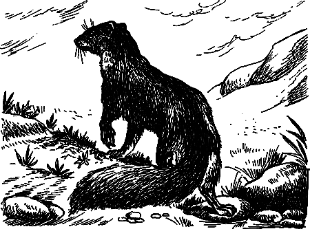 Пещерный лев (сборник) i_095.png