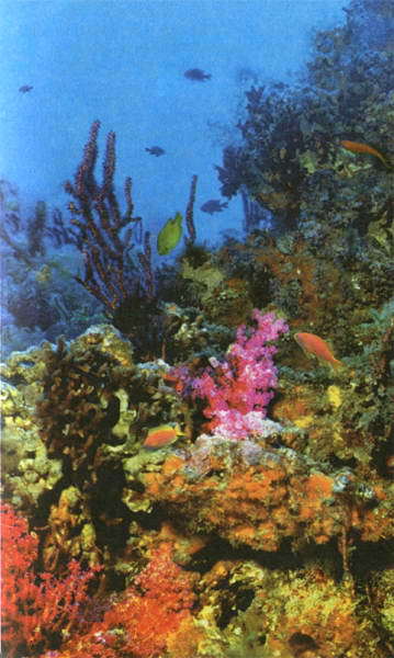 Загадки и тайны морей и океанов i_004.jpg