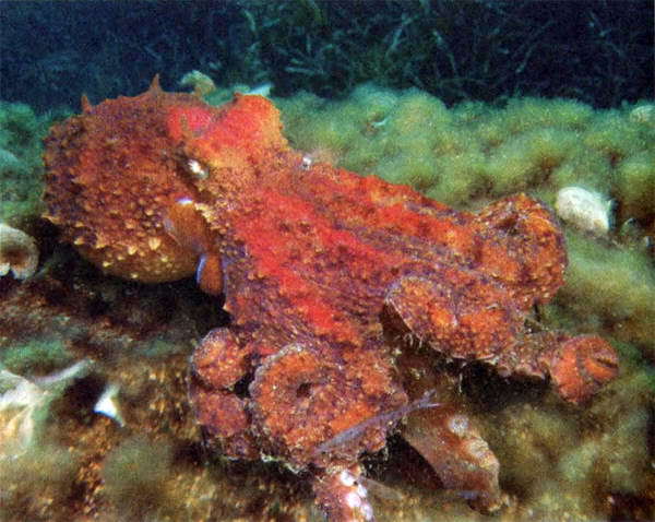 Загадки и тайны морей и океанов i_011.jpg