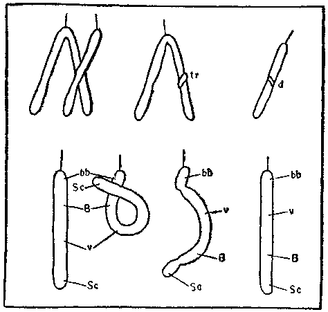 Дарвинизм в XX веке i_010.png