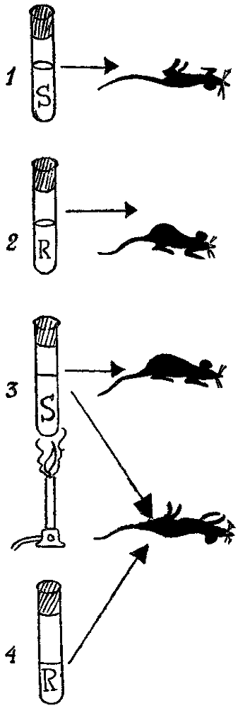 Дарвинизм в XX веке i_018.png