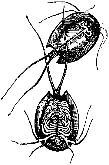 Дарвинизм в XX веке i_024.png
