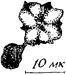 Дарвинизм в XX веке i_027.png