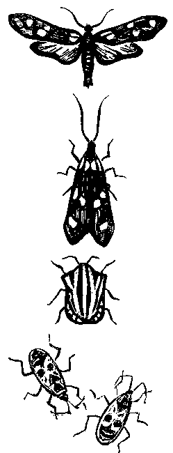 Дарвинизм в XX веке i_032.png