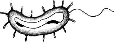 Битва чудовищ. Приключения в микромире. Том 1  i_011.png