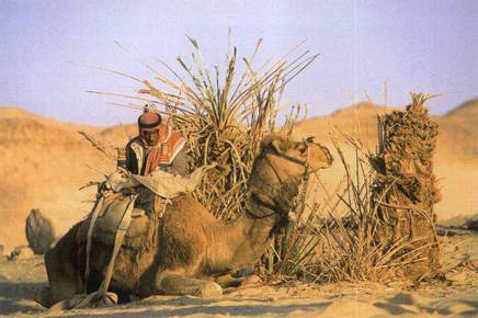 Lawrence: The Uncrowned King of Arabia _15.jpg