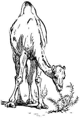 Лик пустыни doc2fb_image_02000026.jpg