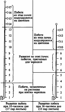 Бизнес-план по выращиванию ремонтантной гвоздики _24.jpg