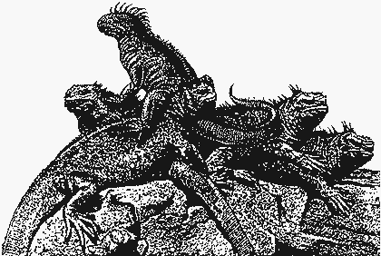 Жизнь - разгадка пола или пол - разгадка жизни? SEX_02.GIF