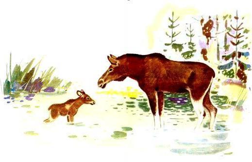 Лесная речка (с илл.) pic_10.jpg