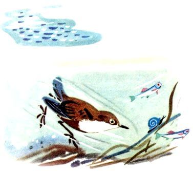 Лесная речка (с илл.) pic_6.jpg