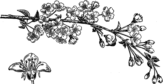 Рассказы о цветах i_005.png