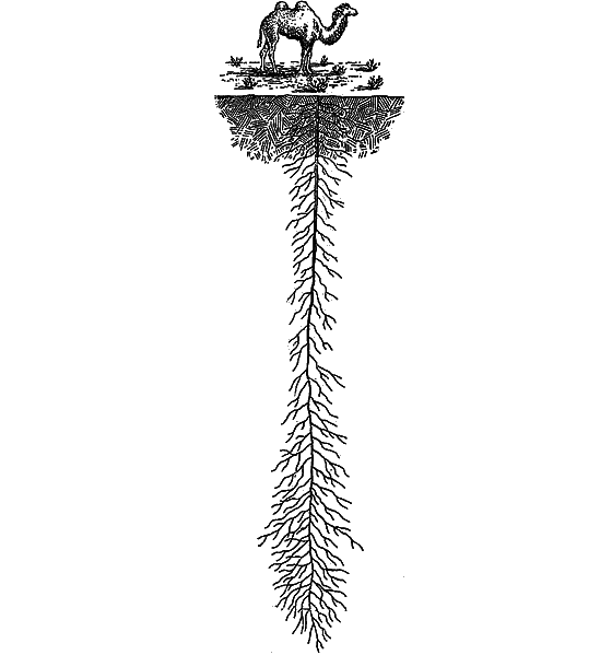 Рассказы о цветах i_045.png