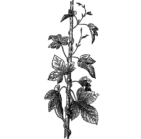 Рассказы о цветах i_049.png