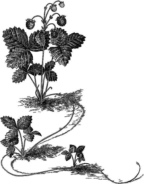 Рассказы о цветах i_059.png