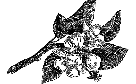 Рассказы о цветах i_009.png
