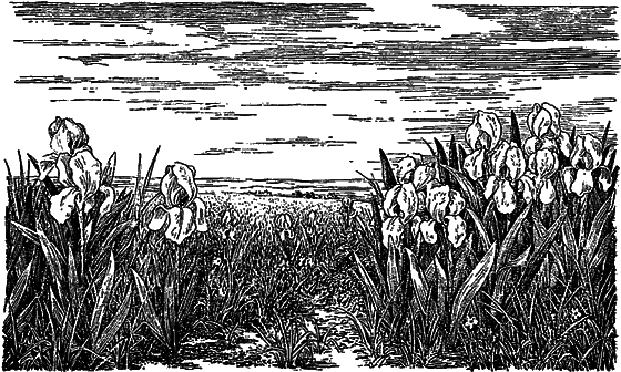 Рассказы о цветах i_079.png