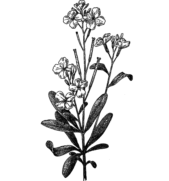Рассказы о цветах i_086.png