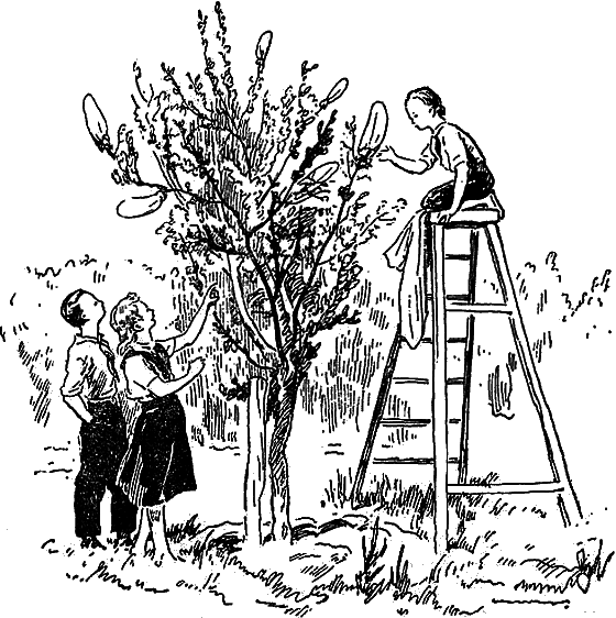 Рассказы о цветах i_089.png