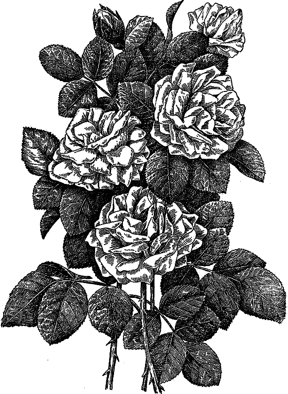 Рассказы о цветах i_093.png