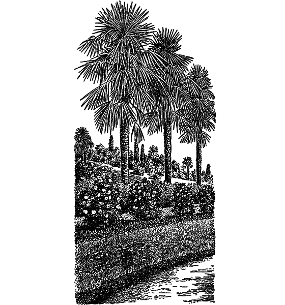 Рассказы о цветах i_094.png