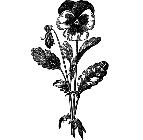 Рассказы о цветах i_100.png