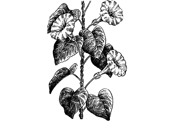 Рассказы о цветах i_020.png