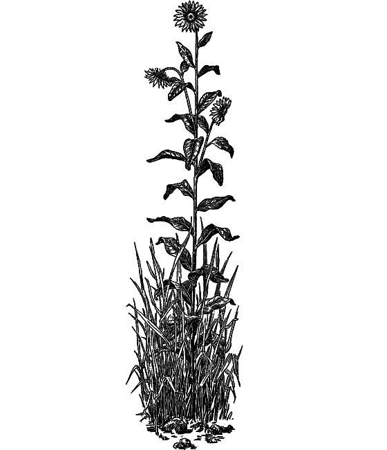 Рассказы о цветах i_027.png