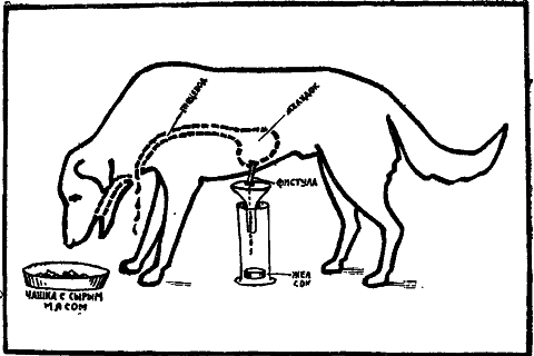 Павлов p_007.png