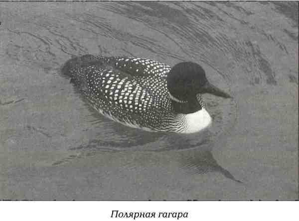 Русская Америка i_038.jpg