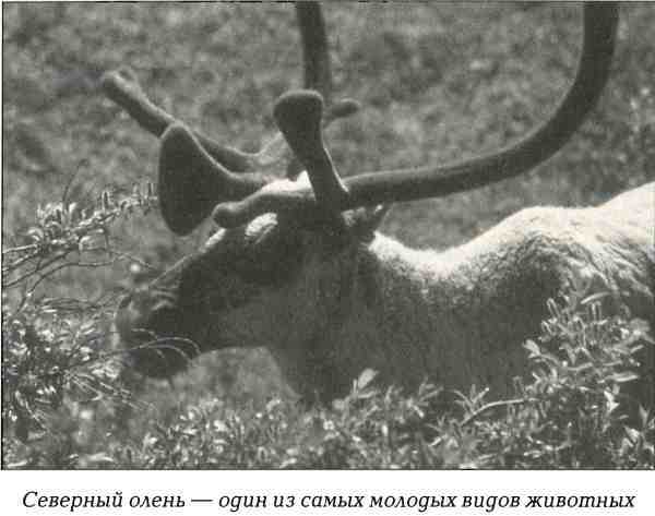 Русская Америка i_055.jpg