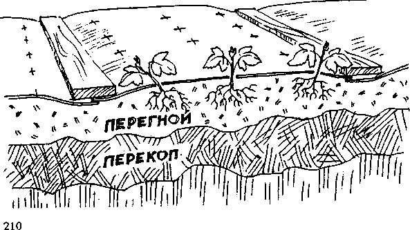 Умный сад в подробностях _77.jpg