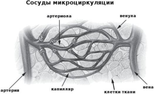 Сыроедение против предрассудков. Эволюция в питании человека img5901.jpg