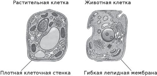 Сыроедение против предрассудков. Эволюция в питании человека imgBCEF.jpg