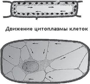 Сыроедение против предрассудков. Эволюция в питании человека imgDF0E.jpg