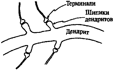 Новый ум короля: О компьютерах, мышлении и законах физики i_227.png