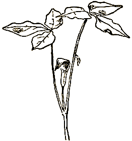 Маленькие дикари (др. перевод) i_059.png