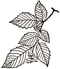 Маленькие дикари (др. перевод) i_063.png