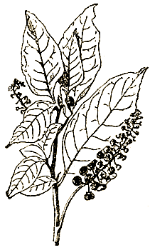 Маленькие дикари (др. перевод) i_064.png