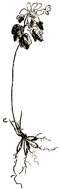Маленькие дикари (др. перевод) i_065.png