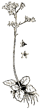 Маленькие дикари (др. перевод) i_066.png
