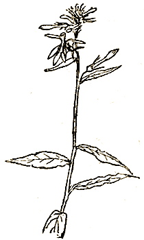 Маленькие дикари (др. перевод) i_122.png