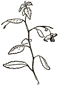 Маленькие дикари (др. перевод) i_123.png