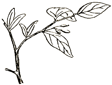 Маленькие дикари (др. перевод) i_011.png