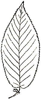 Маленькие дикари (др. перевод) i_018.png